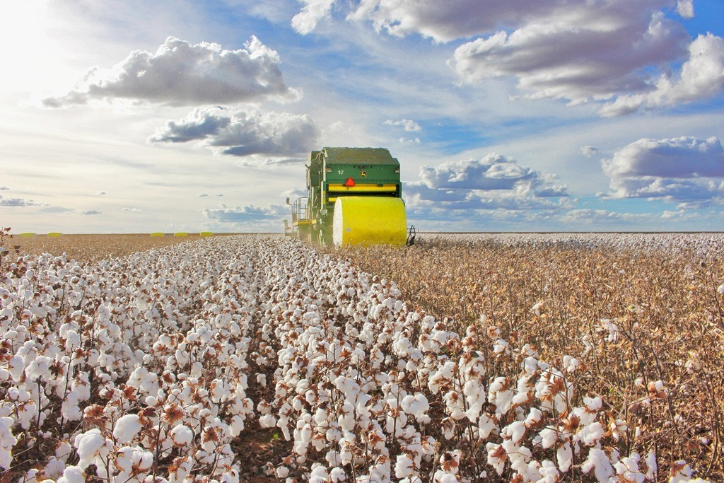 Do cerrado ao mercado global: qualidade e rastreabilidade do algodão brasileiro ganham o mundo